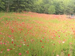 -昆山城市生态森林公园