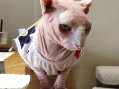 -藏猫猫咖啡主题馆(中央大道店)