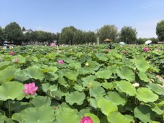 -白洋淀景区