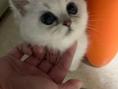 -老吴的猫·猫舍(新区店)