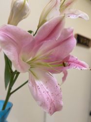 -海涛医疗美容·面部抗衰·注射美鼻