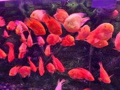 -梦幻海洋王国(吾悦广场张家港店)