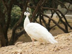 -泉州海丝野生动物世界