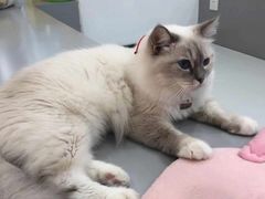 -糯米喵星人·撸猫猫舍咖啡馆(西市场嘉华店)