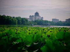 -莲花池公园