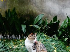 -西园寺