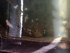 -蓝湾碧波·老字号·疍家非遗海上餐厅