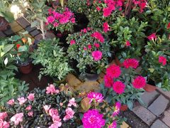 -中环花鸟鱼虫市场