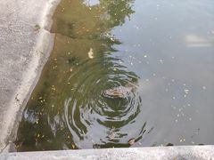 -广州长隆飞鸟乐园