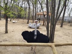 -大连森林动物园