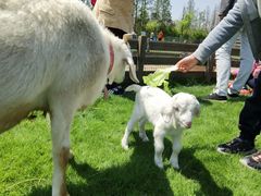 -前小桔亲子创意农场·草莓采摘·露营烧烤