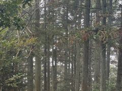 -岣嵝峰国家森林公园