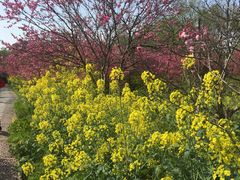-南汇桃花村