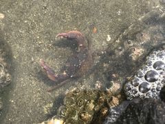 -台场海滨公园船码头