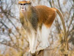 -济南野生动物世界