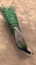 -萌宠亲子动物乐园(槐房万达店)