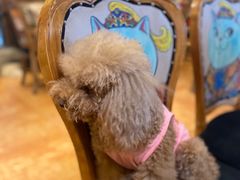 -more than meow吴止猫主题餐厅(承德 中船汇店)