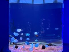 -欢乐海岸海洋奇梦馆