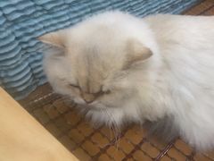 -佳雯宠物医院·皮肤科·内外科(春晓路分院)