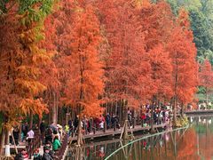 -重庆彩云湖湿地公园