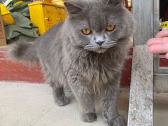 -胡椒猪肚汤(康王店)