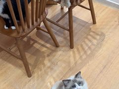 -是阿柴呀！柴犬咖啡·爱喵喵猫咖