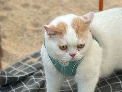 -西涌国际滨海旅游区