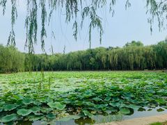 -廊坊市自然公园