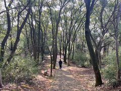 -苏州上方山国家森林公园