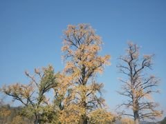 -千年银杏谷文化旅游区