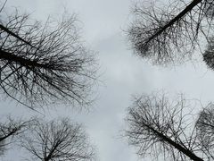 -黄海国家森林公园