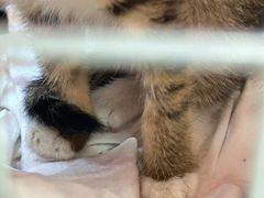 -爱妮康宠物医院·干细胞免疫细胞·肿瘤·心脏(张江店)