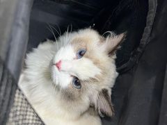 -pd派德宠物中心医院24H急重症·眼科中心·血液透析中心(嵩山北路店)