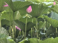 -长春市南湖公园