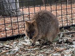 -费瑟代尔野生动物园