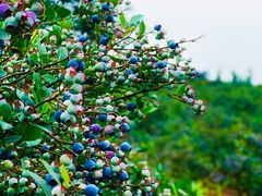 -金谷域澳洲庄园