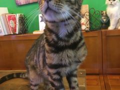 -李小姐の猫咖啡馆(五角场店)