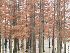 -白鹭湾湿地公园