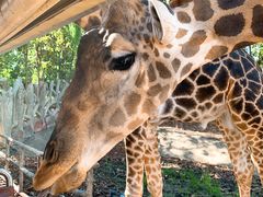 -清迈夜间动物园