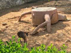 -石家庄市动物园