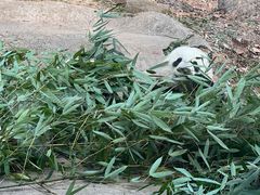 -都江堰中华大熊猫苑