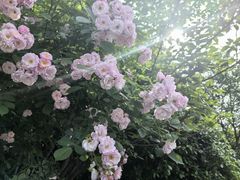 -同里国家湿地公园