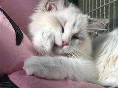 -东方名猫馆·英短金渐层布偶猫舍(环线广场1号楼店)