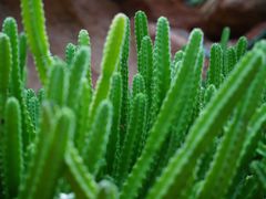 -华南国家植物园-售票处