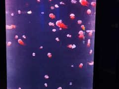 -福州罗源湾海洋世界旅游区