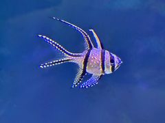 -海合安武汉极地海洋公园