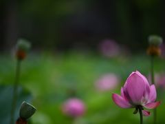 -四川大学(望江校区)