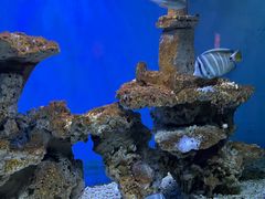 -太平洋海底世界