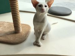 -飞行喵MR PILOT|猫舍·猫咖(静安大融城店)