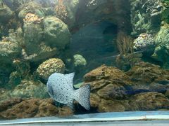-上海海洋水族馆